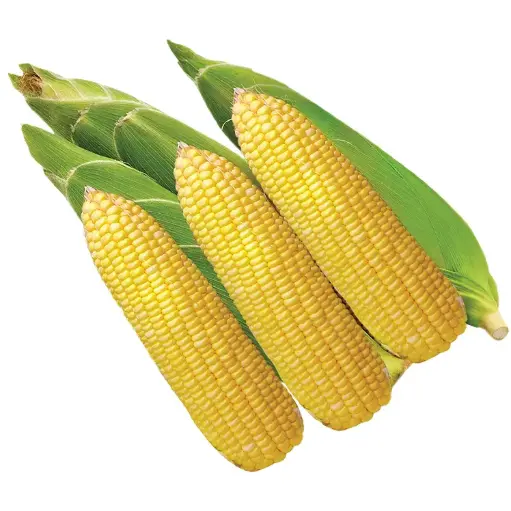 [52164569] [52060534] Sweet Corn